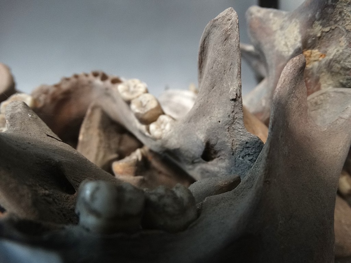 Bones of those killed in the 1971 Bangladesh Genocide at the Liberation War Museum, Dhaka. Adam Jones (CC BY-SA 2.0).