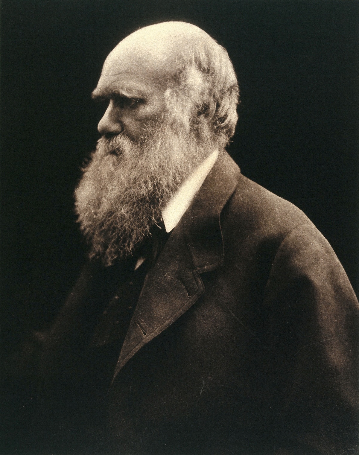 Charles Darwin, photographed by Julia Margaret Cameron, 1868. Wellcome Collection. Public Domain.