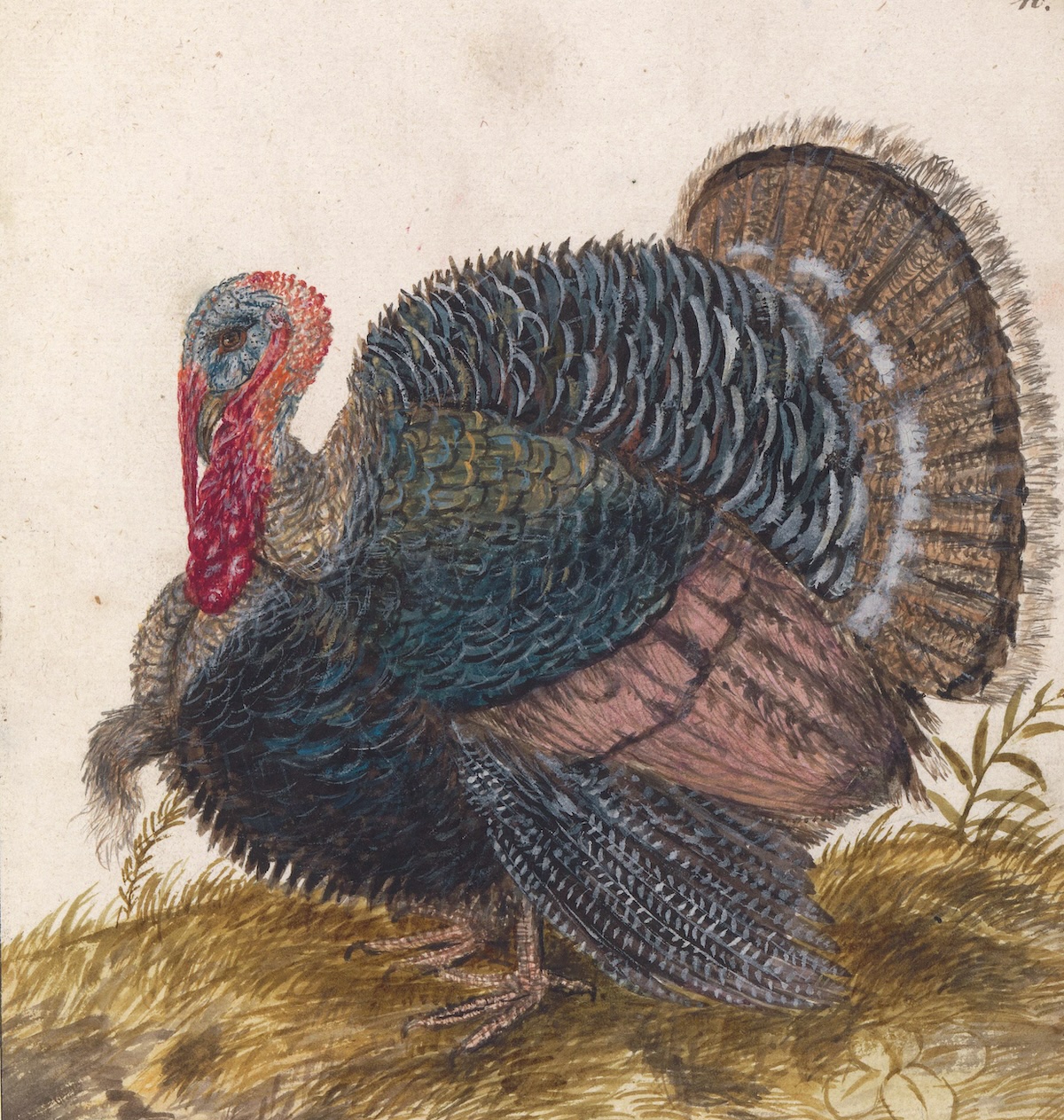 Turkey, by Anselmus de Boodt, 1596-1610. Rijksmuseum. Public Domain.