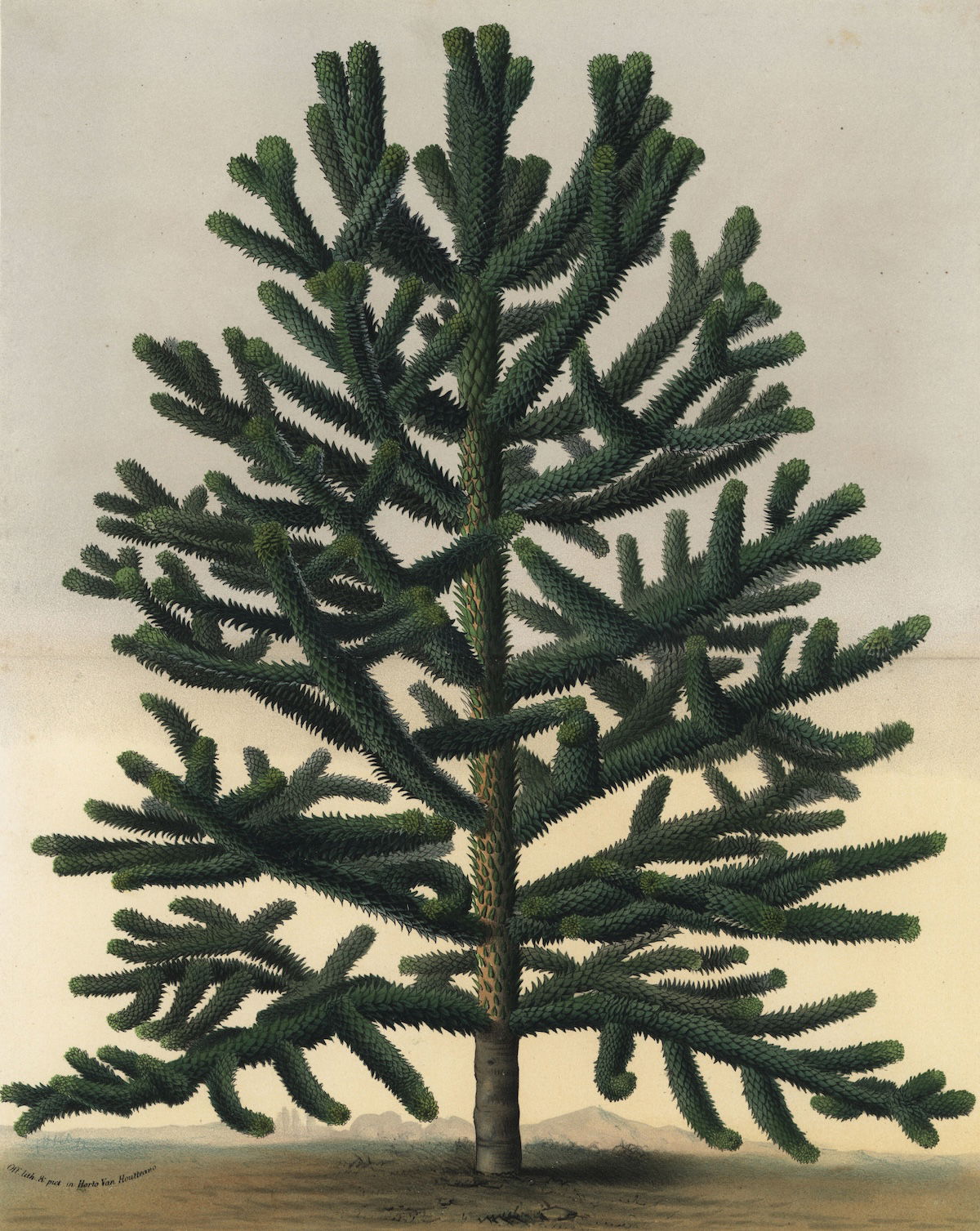 Monkey puzzle tree, from Louis van Houtte and Charles Lemaire’s Flowers of the Gardens and Hothouses of Europe, 1862-65. Florilegius/Bridgeman Images.