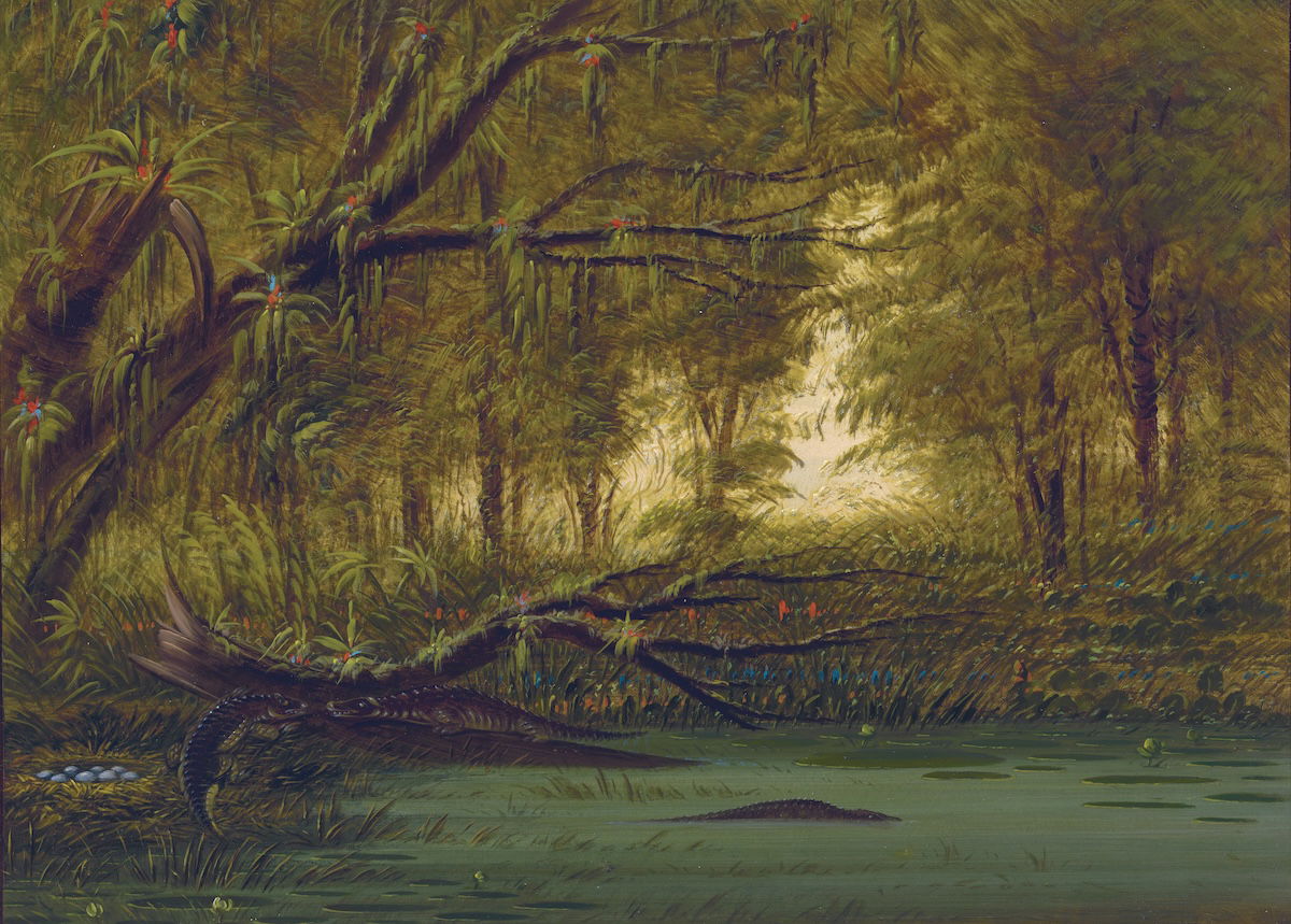 An Alligator’s Nest, by George Catlin, c.1850. Paul Mellon Collection, National Gallery of Art Washington. Public Domain.