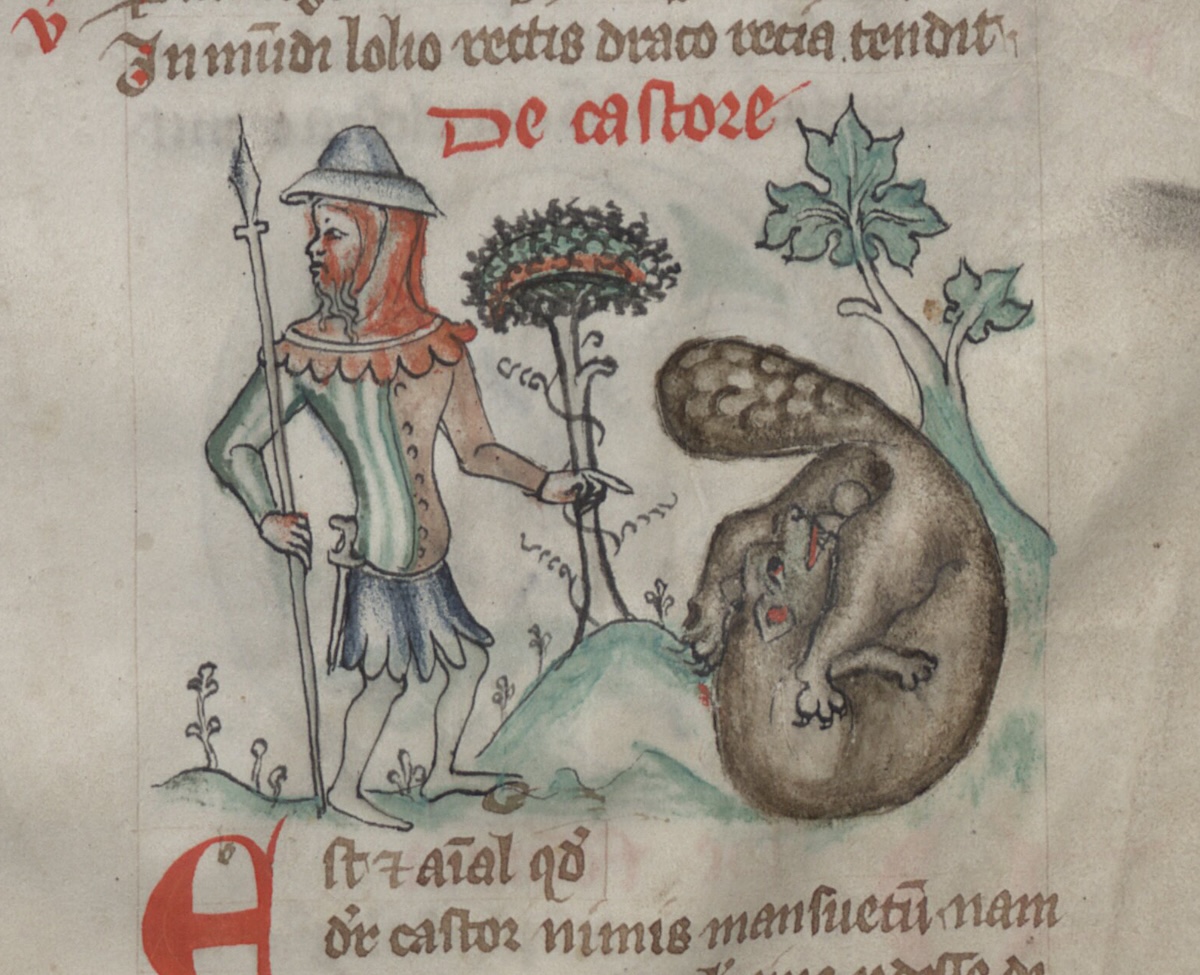 A hunter with a beaver biting off its testicles. Miniature from the Physiologus, 14th century. Bayerische Staatsbibliothek, Munich. Public Domain.