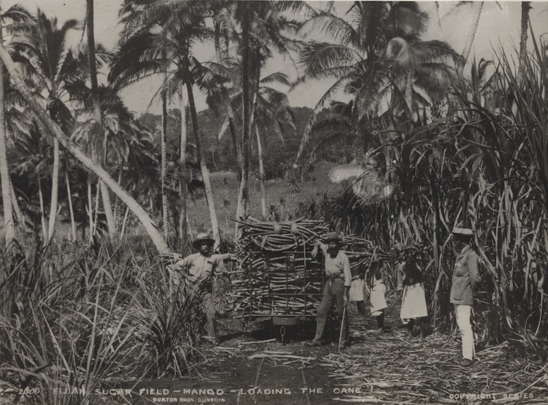 Loading cane in a Fijian sugar field, c. 1885. Australian National University. Public Domain.