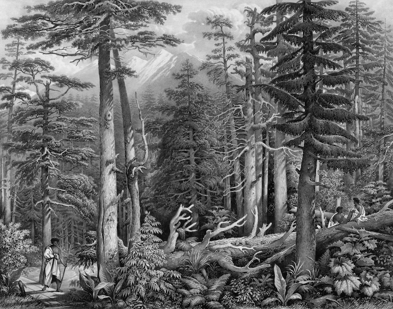 Forest of Sika Island, by Aleksandr Postels, 1826. Library of Congress. Public Domain.