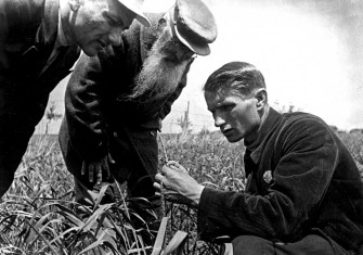 Trofim Lysenko measuring the growth  of wheat on one of  the kolkhoz fields  near Odessa, Ukrainian SSR, c.1930s.