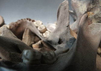 Bones of those killed in the 1971 Bangladesh Genocide at the Liberation War Museum, Dhaka. Adam Jones (CC BY-SA 2.0).