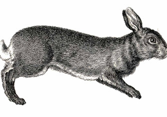 Rabbits-5.jpg