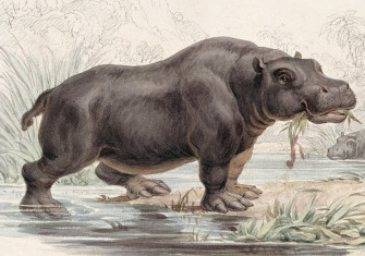 Hippopotamus amphibius, an illustration from William Jardine’s The Naturalist’s Library, 1833-43.