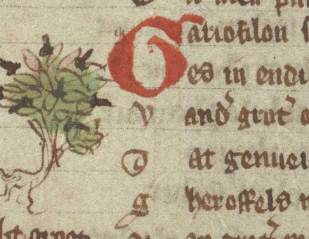 A clove tree, from Jacob van Maerlant’s Der naturen bloeme (The Flower of Nature), Flemish, early 14th century. British Library/Add MS 11390, f.79v.